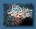 Helengeli 236